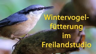 Wintervogelfütterung im Freilandstudio