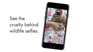 Amazonian Animals Are Being Exploited For Tourist Selfies