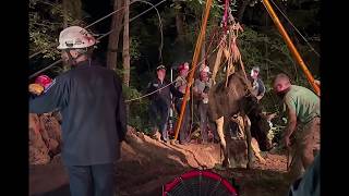 Firefighters rescue a horse that fell down embankment
