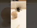 Watch this Bumblebee Play with a Ball