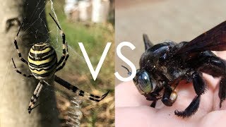 Zebra Örümceği Vs Siyah Eşek arısı