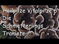 Heilende Pilze  6  Die Schmetterlingstramete