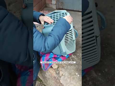 Как я ловлю кошек на стерилизацию