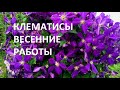 ХОТИТЕ ОБИЛЬНОГО ЦВЕТЕНИЯ КЛЕМАТИСОВ , ДЕЛАЙТЕ ТАК. ПЕРВЫЕ ВЕСЕННИЕ РАБОТЫ .  ЦВЕТУТ КЛЕМАТИСЫ