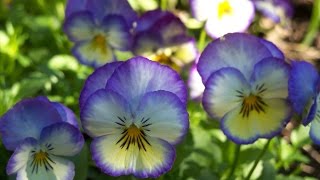 Pansies 101: How to Choose, Plant, and Care For Pansies by The Gardening Tutor - Mary Frost