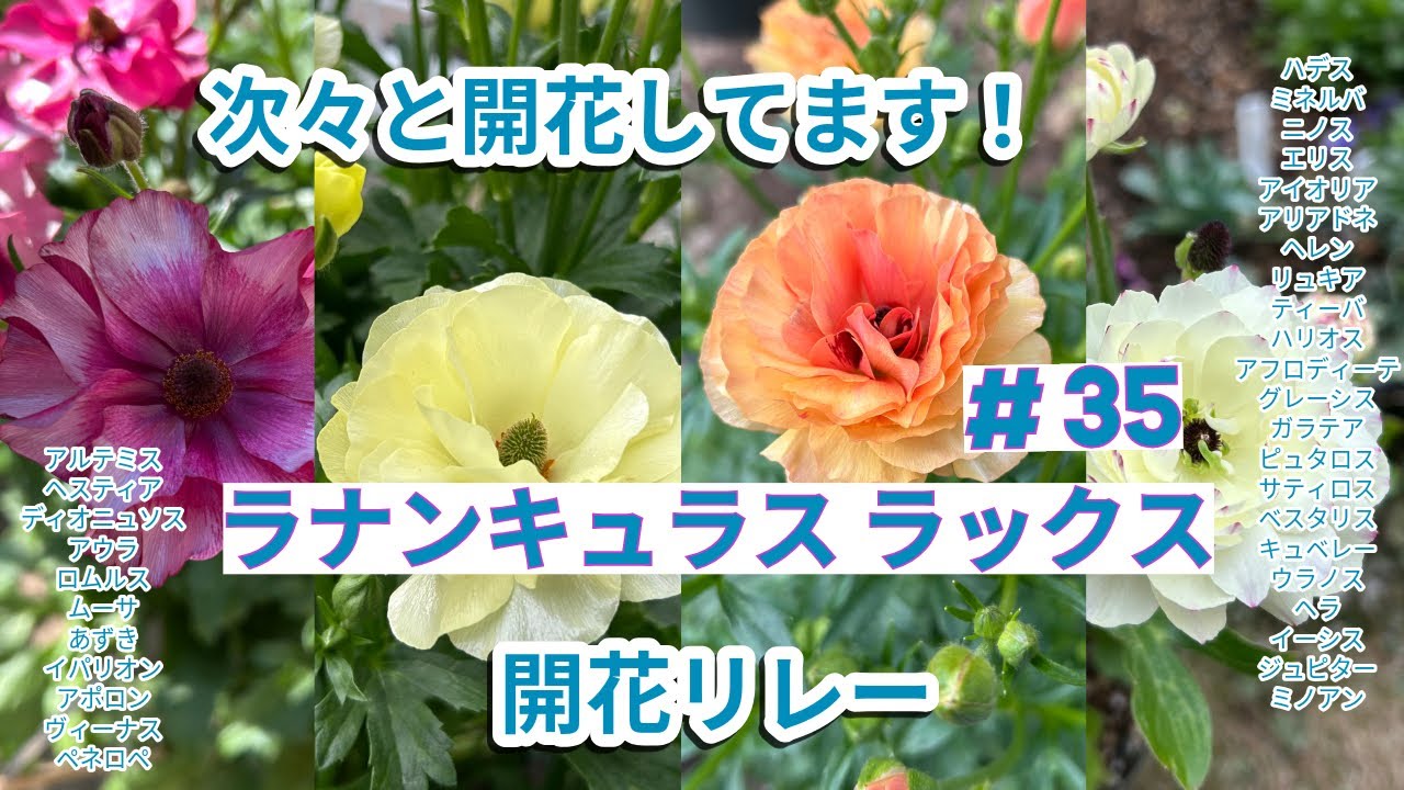 ラナンキュラスラックス】#35 🌱アリアドネ、ヘスティア、イーシス