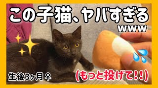 【天才】投げた物を絶対飼い主の元まで拾ってきてくれる子猫がコチラですw by すずベルこりん2人のパパ 4,634 views 3 months ago 6 minutes, 10 seconds