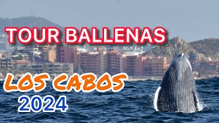 BALLENAS SALTANDO EN EL MAR en CABO SAN LUCAS TOUR completo
