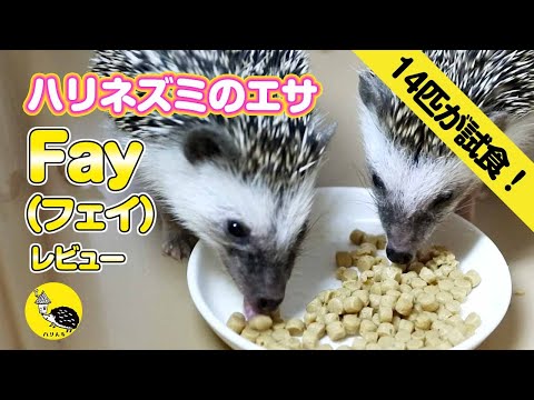 【14匹が初試食】ハリネズミのメインフード（餌）「Fay」レビュー