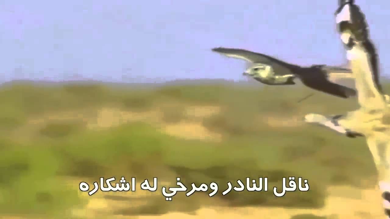 شيلة عشق القرانيس كلمات خليفه سيف اداء جابر بن صبح