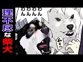 【ブチギレ】初めて柴犬の扱い方を知る少女の名言【世界の終わりに柴犬と】