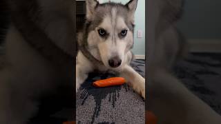 My husky was a bunny in his past life #husky #cutedogs #funnydogs #doglovers #dogshorts #shortsvideo