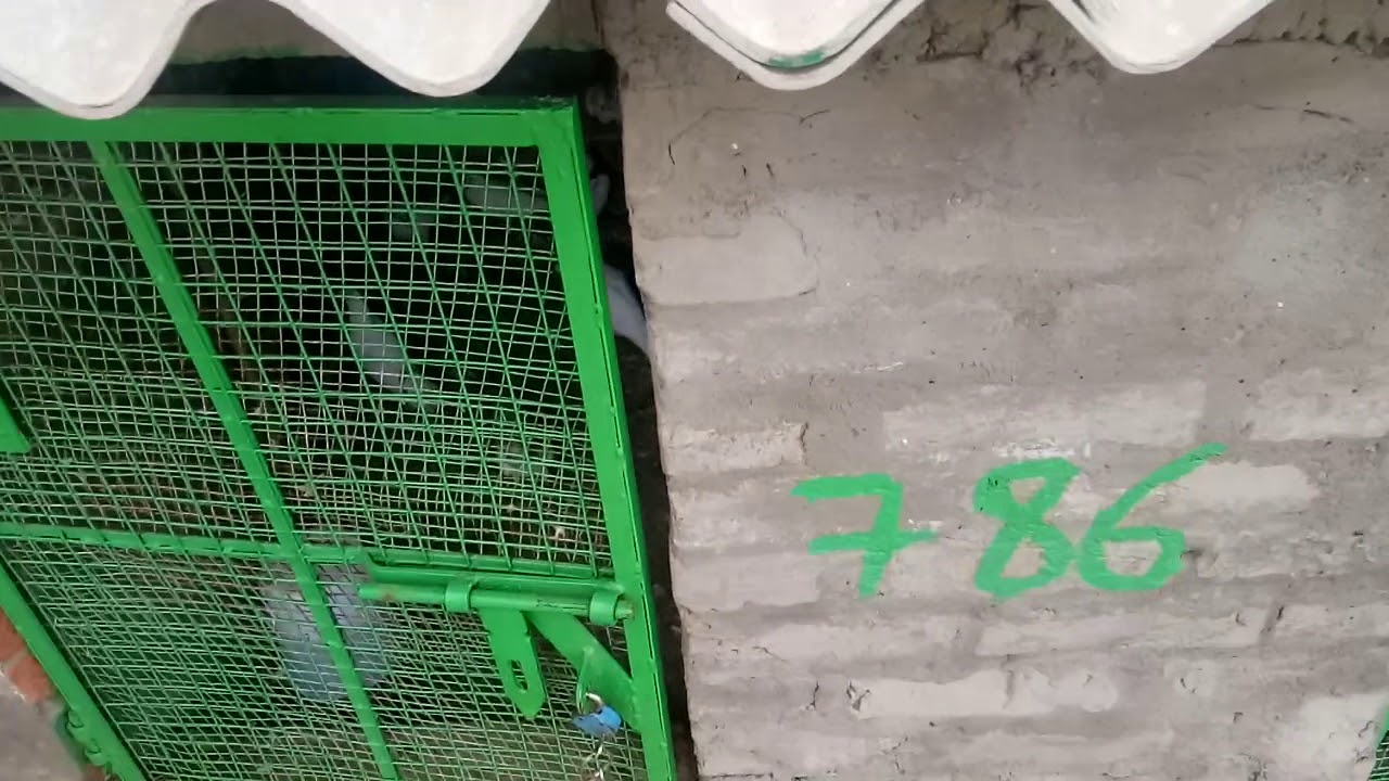 Pigeons return Home. YouTube