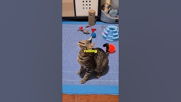 Catnip Craze  Why Cats Go Wild!