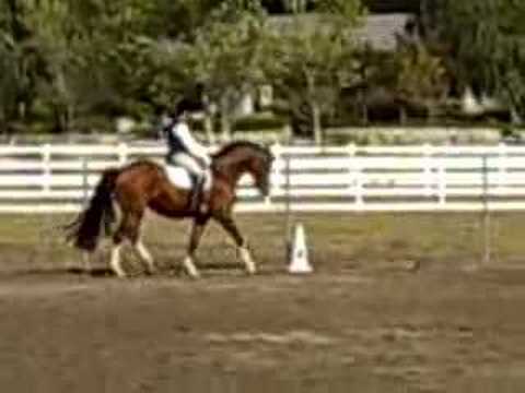 Serra 09.22.07(Krack C x Wagner) schooling trainin...