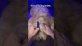 Braiding My Dogs Hair