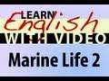 Learn English with Video - Marine Life 2