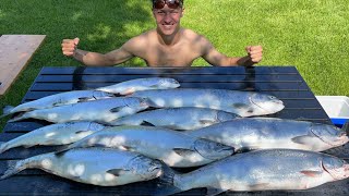 Lake Ontario LIMITS!!! (spring king salmon, coho salmon and steelhead action) by JK Fishing 2,093 views 11 months ago 9 minutes, 51 seconds