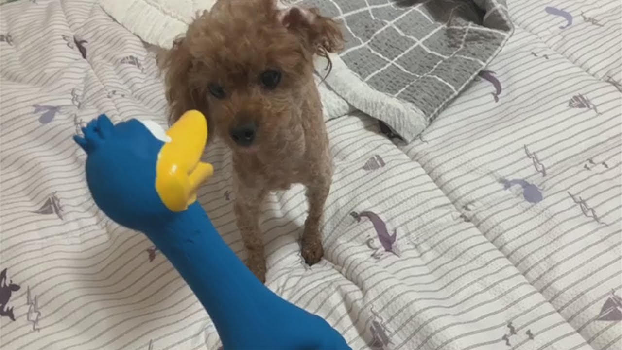 강아지 장난감으로 토이푸들 놀아주기 (Playing poodles with toys) YouTube