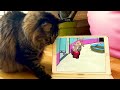 Funny Smart Cat Look Funny Video - Happy Cat (Banana Cat)