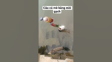 Câu cá mè hiệu quả bằng mồi gạch #caucagiaitri #fishing #mồicâucá #mồigạch #câucámè