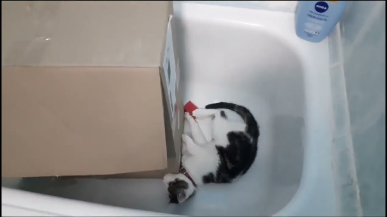 кратко о породе анатолийская кошка. характер на примере котёнка.