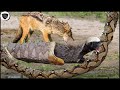 Honey Badger Terrifying Power ended Giant Python painfully - Honey Badger vs Jackal