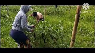 A BAGONG TALONGAN KO#simplengbuhayprobinsya #eggplantplant