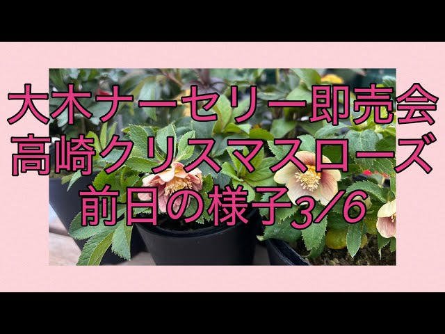 大木ナーセリー即売会 高崎クリスマスローズ 3/6前日の様子 - YouTube