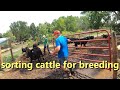 dividing the Dexter cattle for breeding & bringing in the bulls