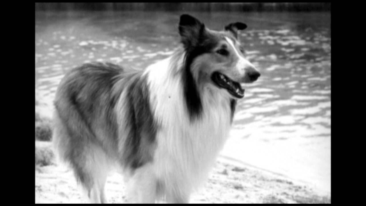 The Legacy of Lassie