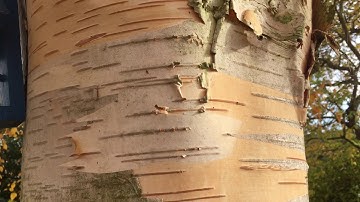Tree identification for beginners - Himalayan Birch