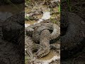 #snake #komododragon #wildlifeentertainment #monitorlizard