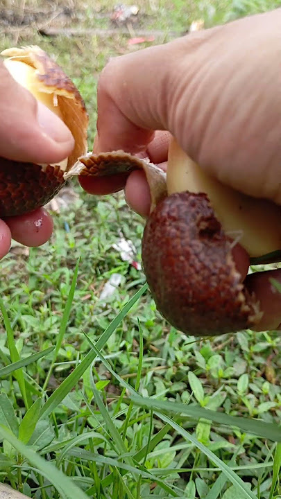 THE SATISFACTION WITH SNAKEFRUIT #asmr #satisfy #fruit #satisfying #garden