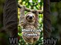 Me on 2nd day of week....#SlothMood #AnimalMemes #Relatable #animallovers #ytcreate