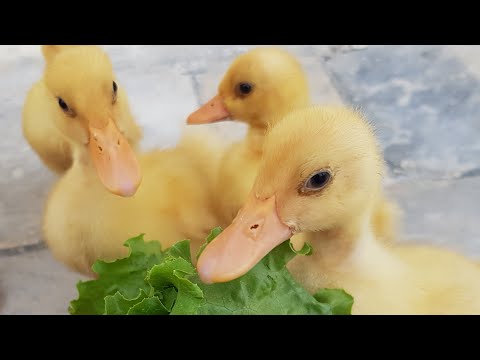 Video: How To Feed Little Ducklings