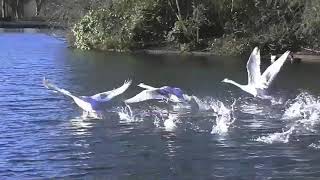 SWANS FLYING :     Take off and  Landing