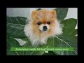 Pomeranian needle felt dog Tutorial coming soon! 포메라니안 양모인형 제작 곧 오픈