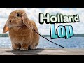 38+ Kelinci Holland Lop Dewasa
