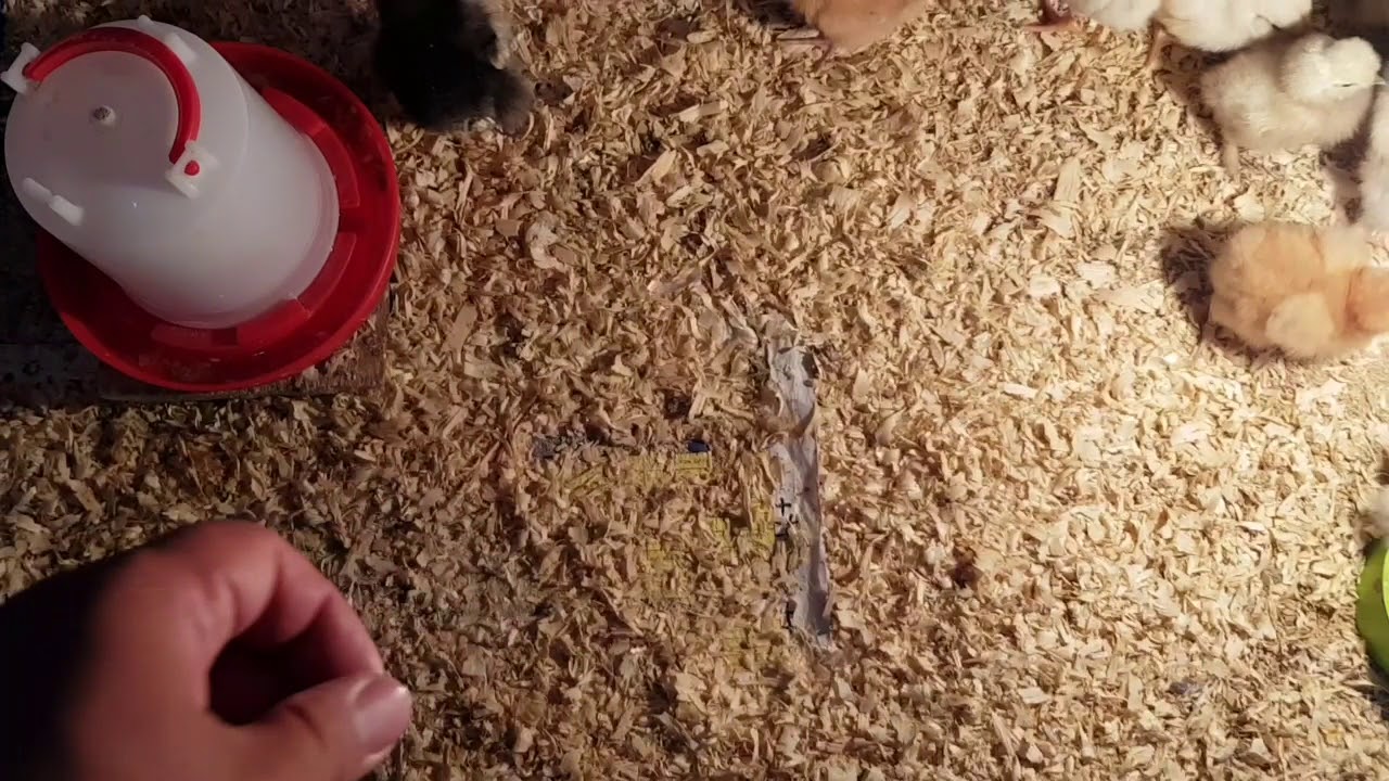 Cuceler niye telef olur ?! En esas sebeblerden bir nechesi. 1-ci hisse