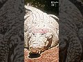 Sarcosuchus Vs Saltwater Crocodile (Dinosaurs Vs Animals Part 4)