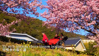 [2024] 6 Early Blooming Cherry Blossoms (Atami, Kawazu, Matsuda, etc.) by Japan Travel Walk 3,042 views 2 months ago 21 minutes