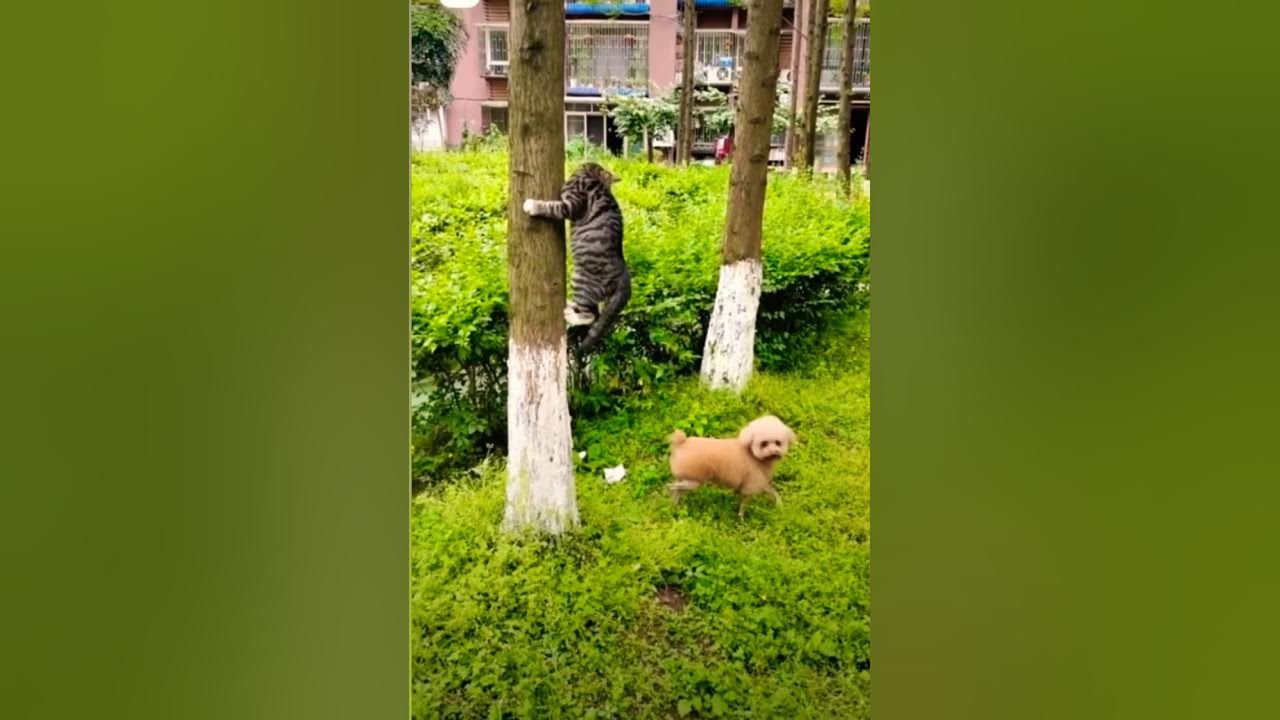 Where Is The Cat Gone Please Like Share And Subscribe YouTube where-is-the-cat-gone-please-like-share-and-subscribe-youtube
