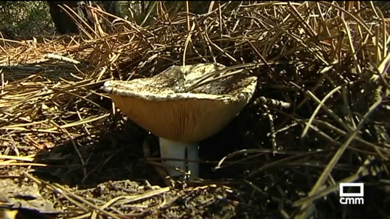 La sequía retrasa la temporada de setas