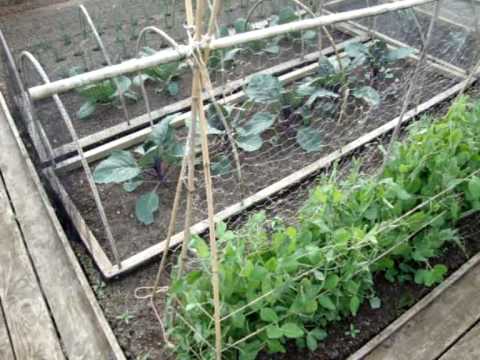 Allotment Diary : The Allotment & Polytunnel on Ju...