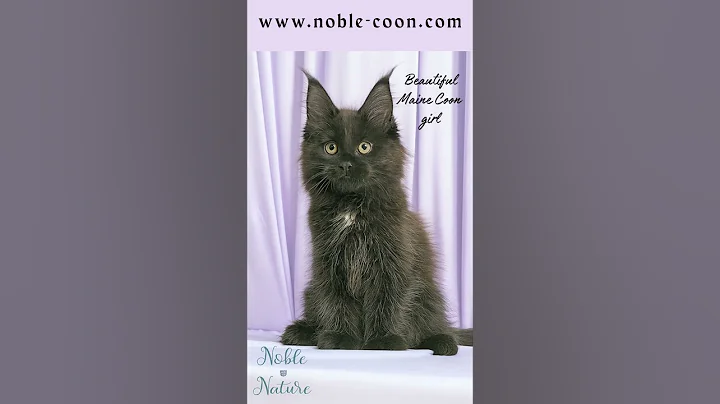 Watch the video about Maine coon cats
