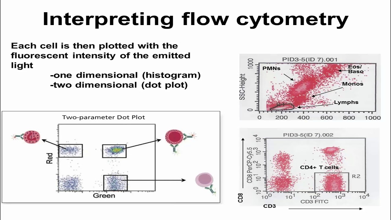 Flow Cytometry (Verbsky) - YouTube