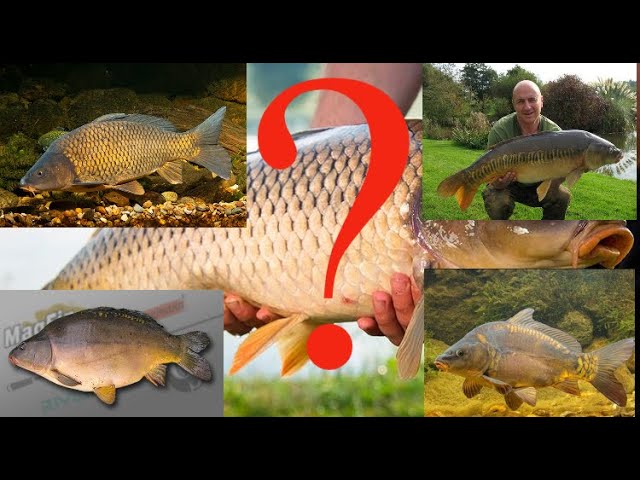 Какие виды карпа бывают. 5 основных видов самой популярной рыбы.