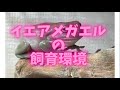 イエアメガエルの飼育環境について少しお話します！ イエアメガエル専門店 TaRog!!