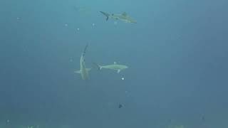 Sharks for everyone in Palau